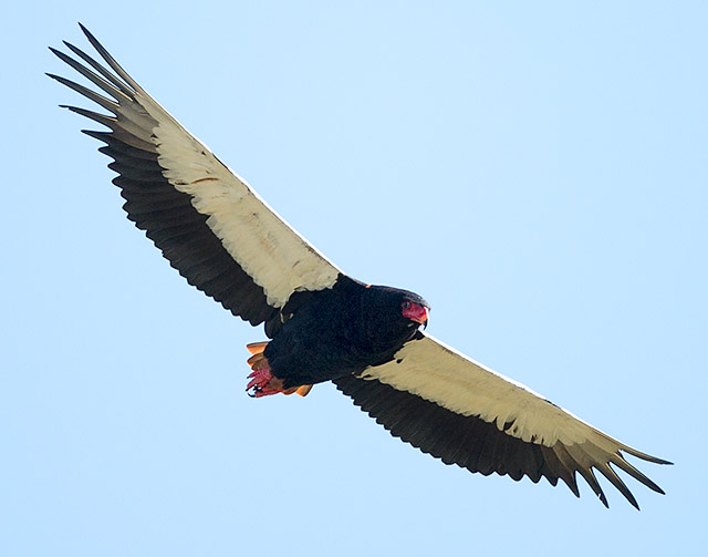 Bateleur in flight